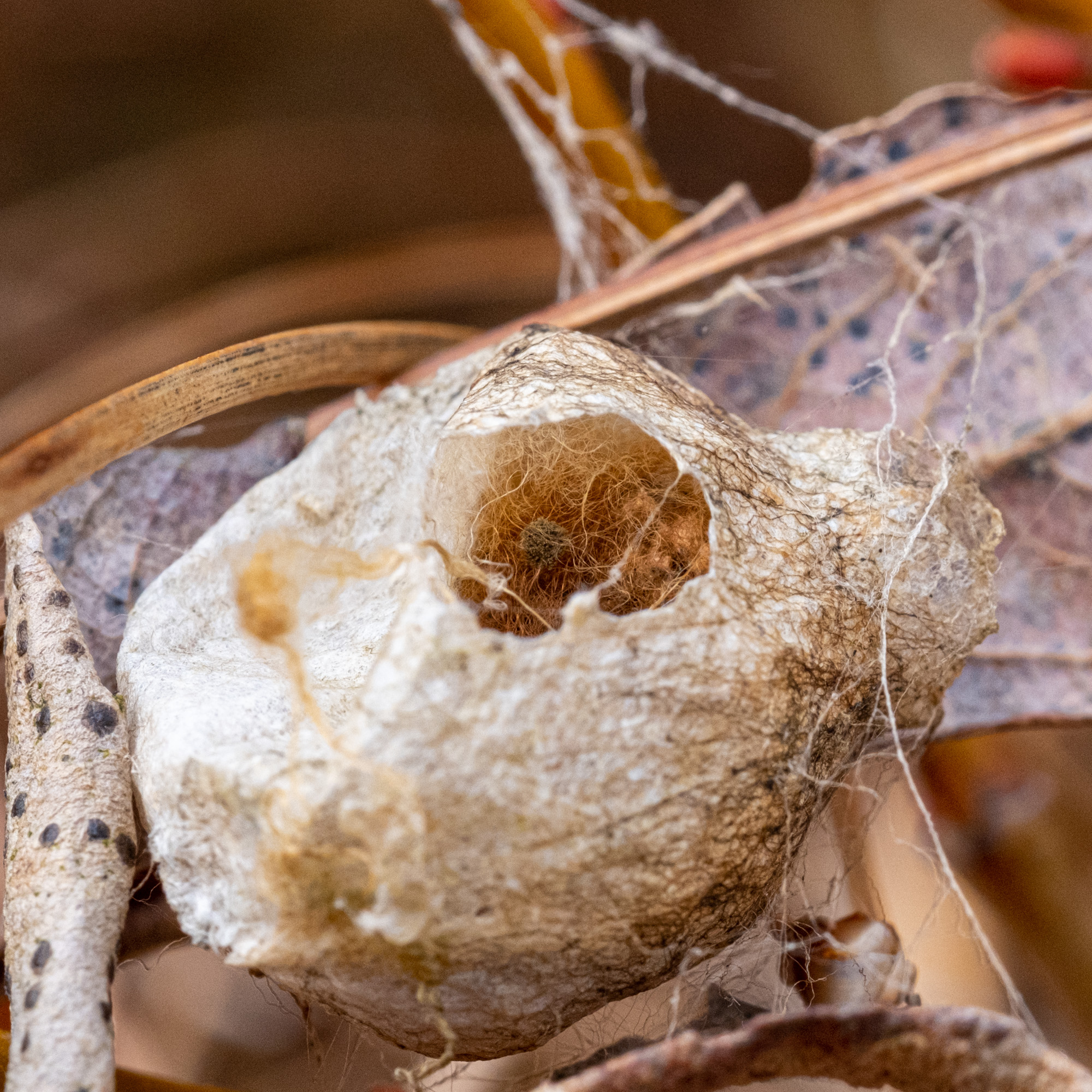 2023 03 18  xt 5   2723